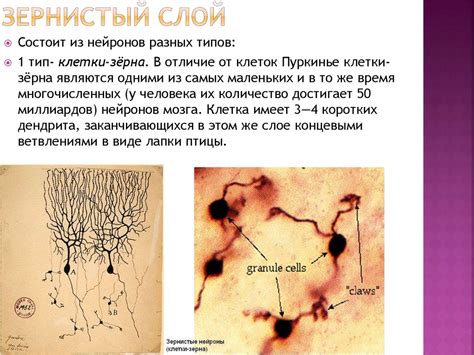 Гистология мозжечка - презентация онлайн