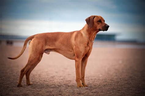 Different Types Of Ridgeback Dogs at Lorena Perez blog