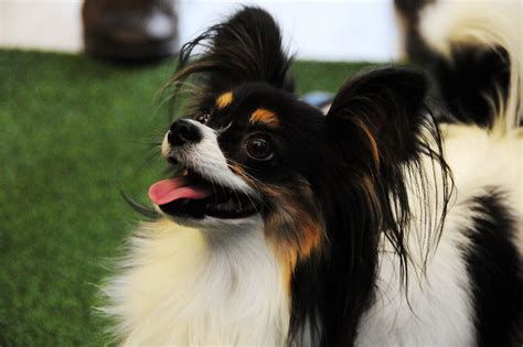 EuQUEROumFILHOTE | Filhotes Papillon