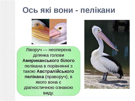 Пелікан - презентація з природознавства
