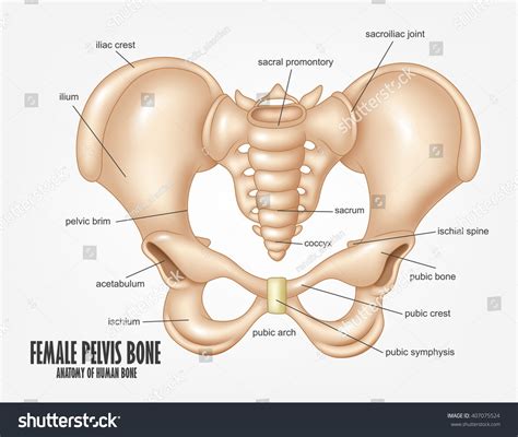 Female Pelvis Bone Anatomy Stock Illustration 407075524