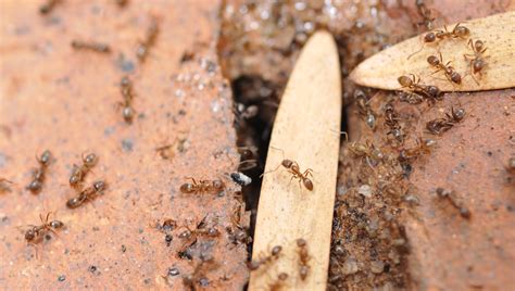Ant Control - Ant Exterminators - Get Rid of Ants