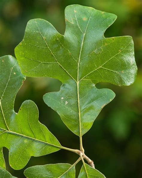 quercus oak fsus