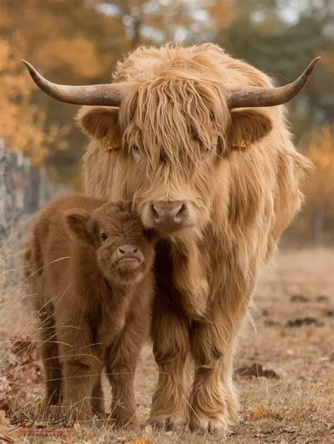 Highland Cattle Baby