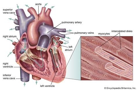 Cardiac muscle | Definition, Function, & Structure | Britannica