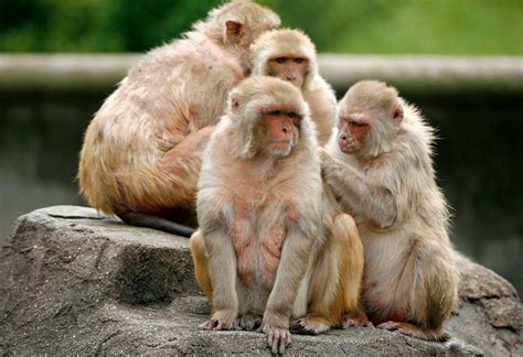 Wisconsin man sentenced for commissioning online monkey torture video ...