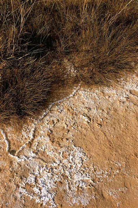 Science and sustainable development - Correcting the pH of soil - IRD ...