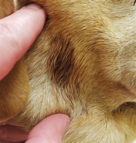 What Does A Hot Spot On A Dog Look Like