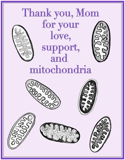 Mother's Mitochondria - Science in the News