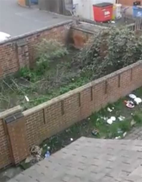 Residents terrified as 'rats as big as cats' brazenly battle in Tesco