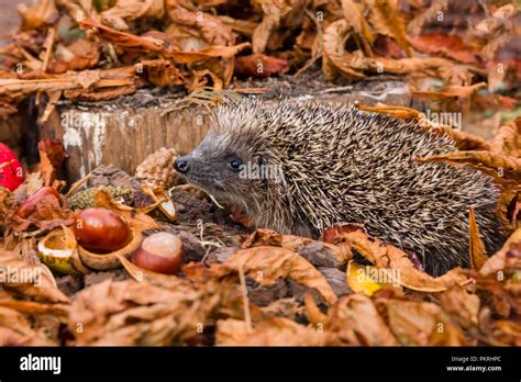 Hedgehogs Habitat