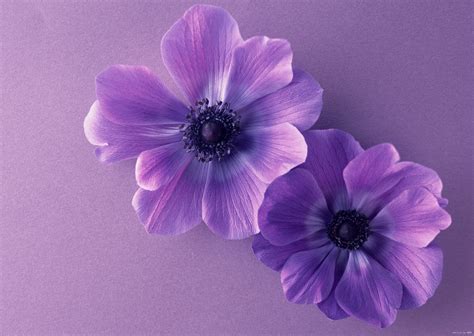 Purple Flower Backgrounds (60+ pictures) - WallpaperSet