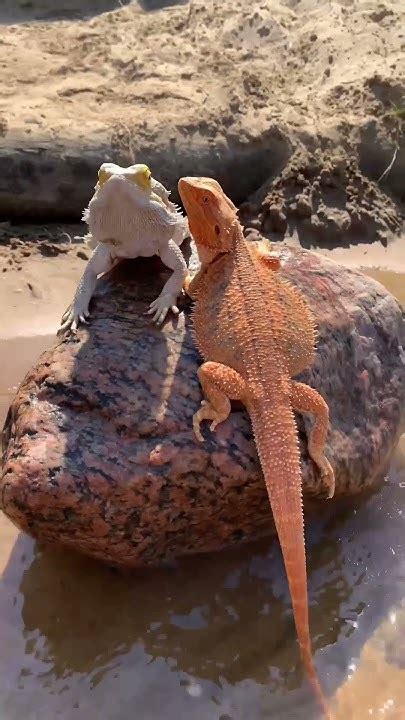 Ящерки на пляже 🦎😅🔥 #reptile #animal #lizard #funny #питомцы #pet # ...