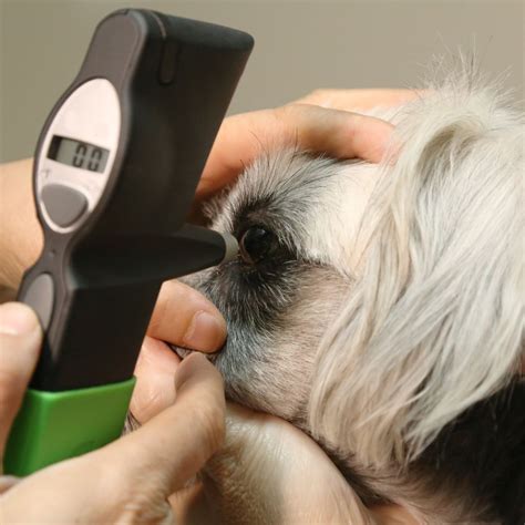 Pet Tonometry In Franklin, MA | Franklin Veterinary Clinic