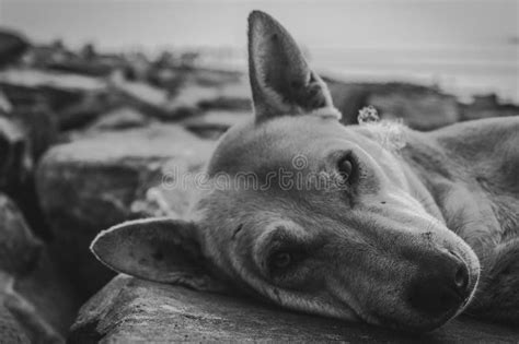 Dog awake stock image. Image of beautiful, branches, lake - 46307013