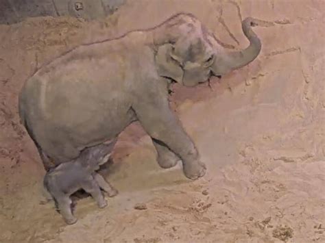 Second baby elephant born at Melbourne Zoo | The Canberra Times ...