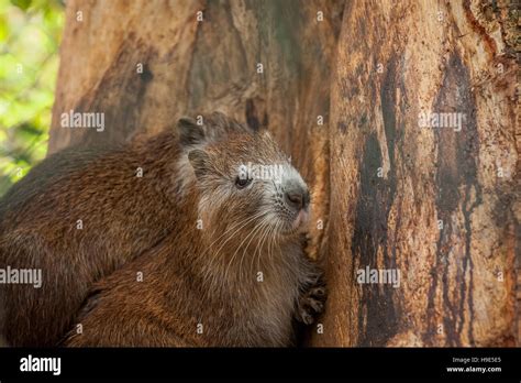 Close up of Capybara animal Stock Photo - Alamy