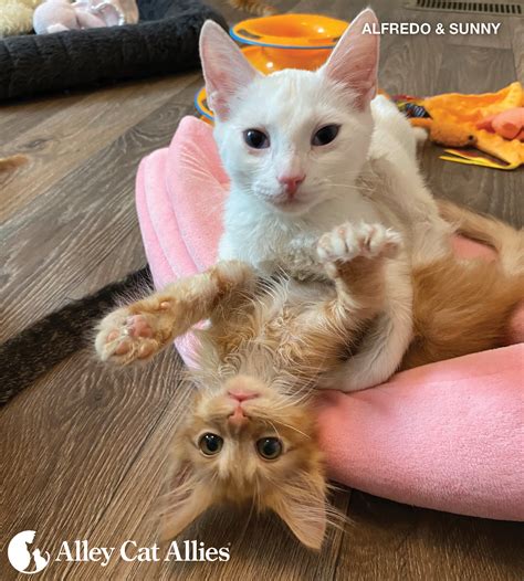 We Won’t Back Down Until Puerto Rico’s Cats Are Safe from Lethal Action