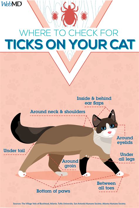 Tick Season: Protect Your Pets from Fleas and Ticks
