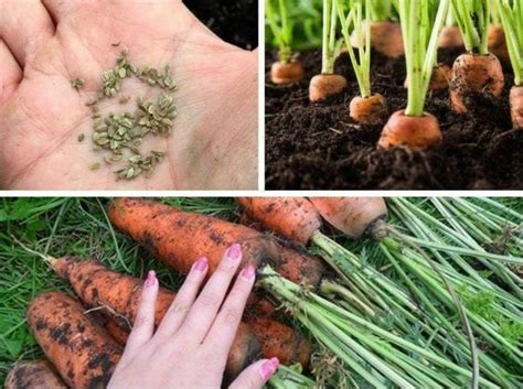 ПОСЕВ МОРКОВИ ПОД ЗИМУ Корнеплоды моркови осеннего посева часто ...