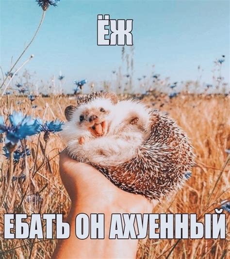 Член | Мемы 6И | ВКонтакте
