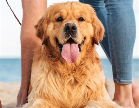 Request an Appointment | Santa Clara Pet Hospital