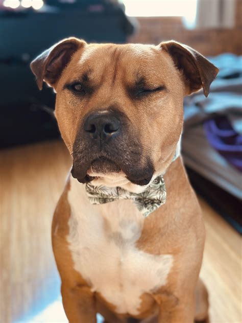 This is Mace our 1.5 year old rescue American Staffy X. Caught him ...