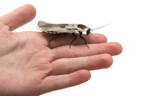 The Unsettling Truth: The Myth of Flying Cockroaches Debunked