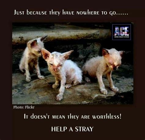 Stray Animals Quotes. QuotesGram